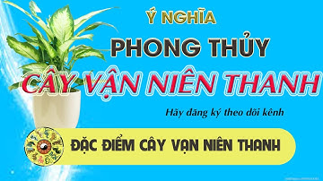 Cây Vạn Niên Thanh hợp tuổi, mệnh gì Ý nghĩa, cách trồng và chăm sóc