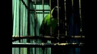 Cucak Ijo gacor full tembakan kolibri ninja.by dionnisiusRMI