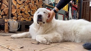 外に出してもらえず退屈を持て余すルンルン　Great Pyrenees　グレートピレニーズ