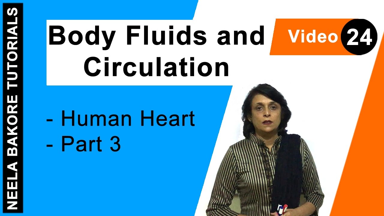 Body Fluids and Circulation - Human Heart - Part 3 tricuspid valve disease