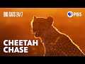 Hunting Strategies and Outcomes in Cheetahs