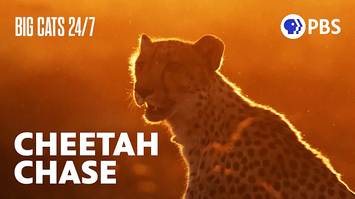 Cheetah Takes Down an Impala After a Dramatic Chase | Big Cats 24/7 | PBS thumbnail