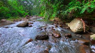 You Will Go to Sleep in Minutes with Gentle Water Sounds Flowing Over Stones in a Calm Forest Stream