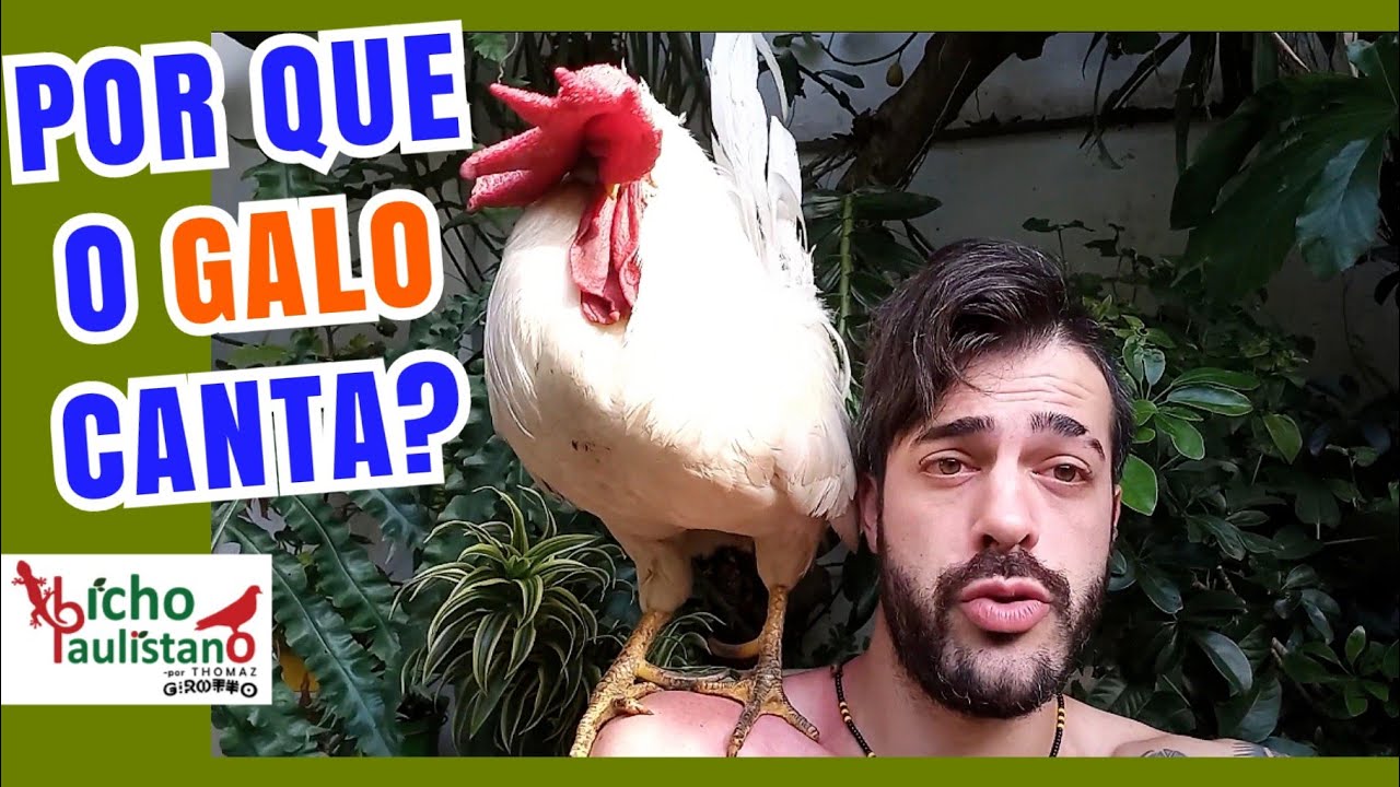 Por que o galo canta? - YouTube