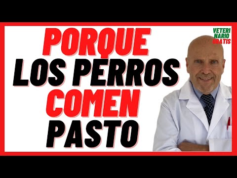 Video: ¿Qué significa cuando los perros quieren masticar hierba?