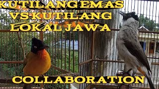 Kolaborasi kutilang emas gacor vs kutilang lokal jawa gacor