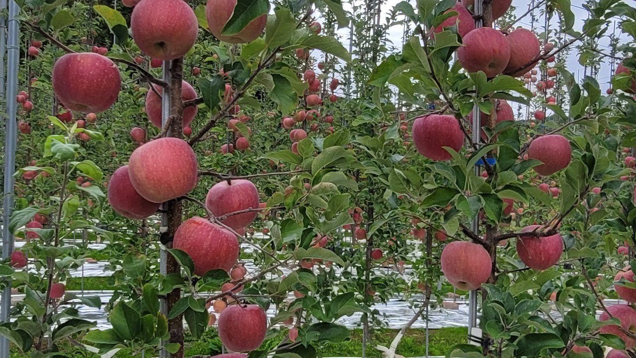 영덕군 미래형 사과 2축형.다축형 사과원 조성 시범사업 평가회[1편]