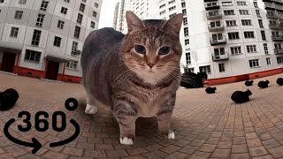 OIIA OIIA cat dance in VR 360 ( Spinning Cat ) W&W