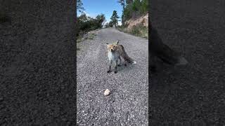 Un renard dans le massif de l’Esterel