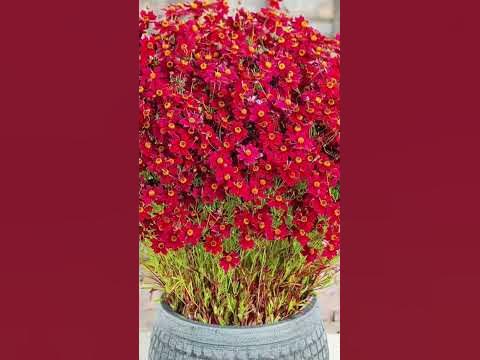 Цветы которые цветут все лето #растения #цветы #сад - YouTube