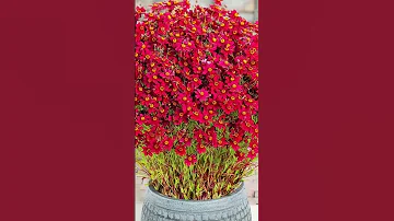 Цветы которые цветут все лето #растения #цветы #сад
