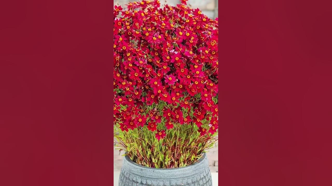 Цветы которые цветут все лето #растения #цветы #сад - YouTube