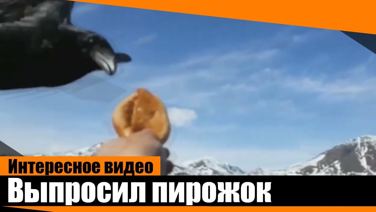 Найти машину ворона
