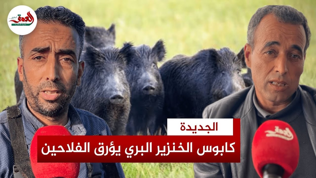 الخنزير البري ضواحي الجديدة يدمر حقول الفلاحين ويسرق منهم الأمن والراحة ومطالب مستعجة لحماية ضياعتهم