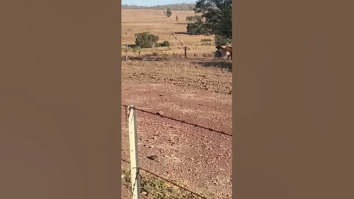 Cattle Chase Mob of Emus Around Queensland Farmyard