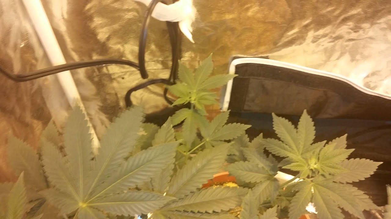 White widow 250 mh/hps grow week 1 flowering