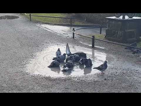 City doves pidgeons taking a bath in a puddle