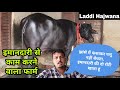 आम पशुपालकों के लिए बिल्कुल जायज कीमत पर शानदार पशुधन भाई के फार्म पर - Laddi Hajwana Dairy Farm
