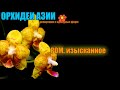 POM orchids невероятные орхидеи