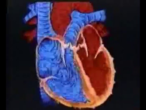 çocuk sağlığı kalp videosu çılgın sinir sistemi hastalığı ve yüksek tansiyon