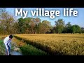 यह है हमारे गाँव का रहन सहन ।। My Village Life Style ।। Bhojpuri life Style Video