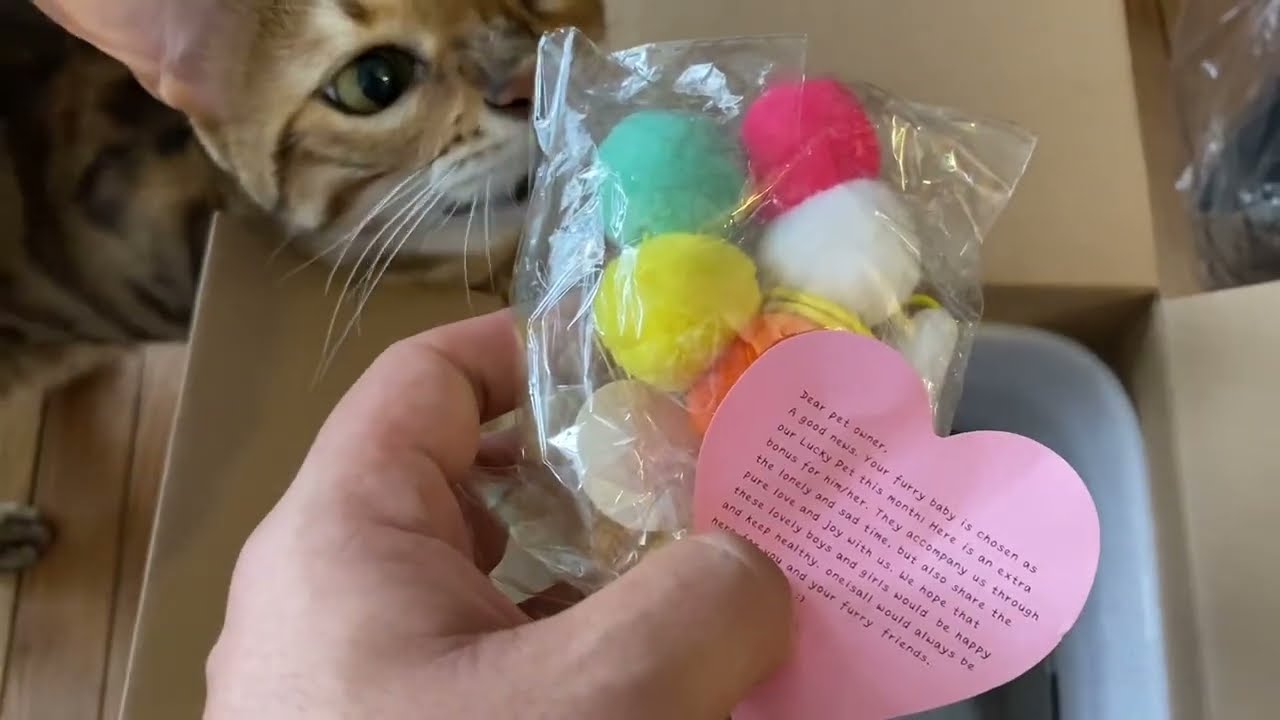 ONEISALL pet feeder review YouTube