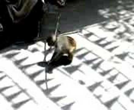 Disco Monkey