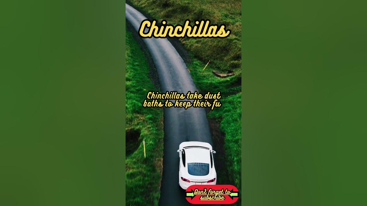 Animal Facts Chinchillas shorts YouTube