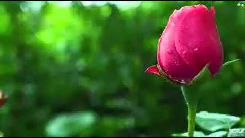 روائع القراءات مع الشيخ محمود سلمان الحلفاوى وسوره طه