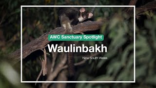 AWC Sanctuary Spotlight: Waulinbakh (NSW)