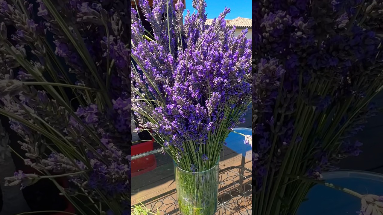 Аромат Лаванды/ The scent of Lavender