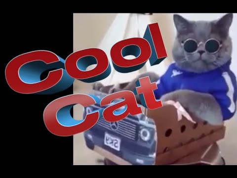 Coole Katze fährt Saugroboter - Cool cat drives vacuum robot