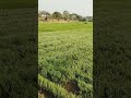 ज़िन्दगी है 💘💘🤪 #funny #vairlvlogs #villagelife #blog #video #short