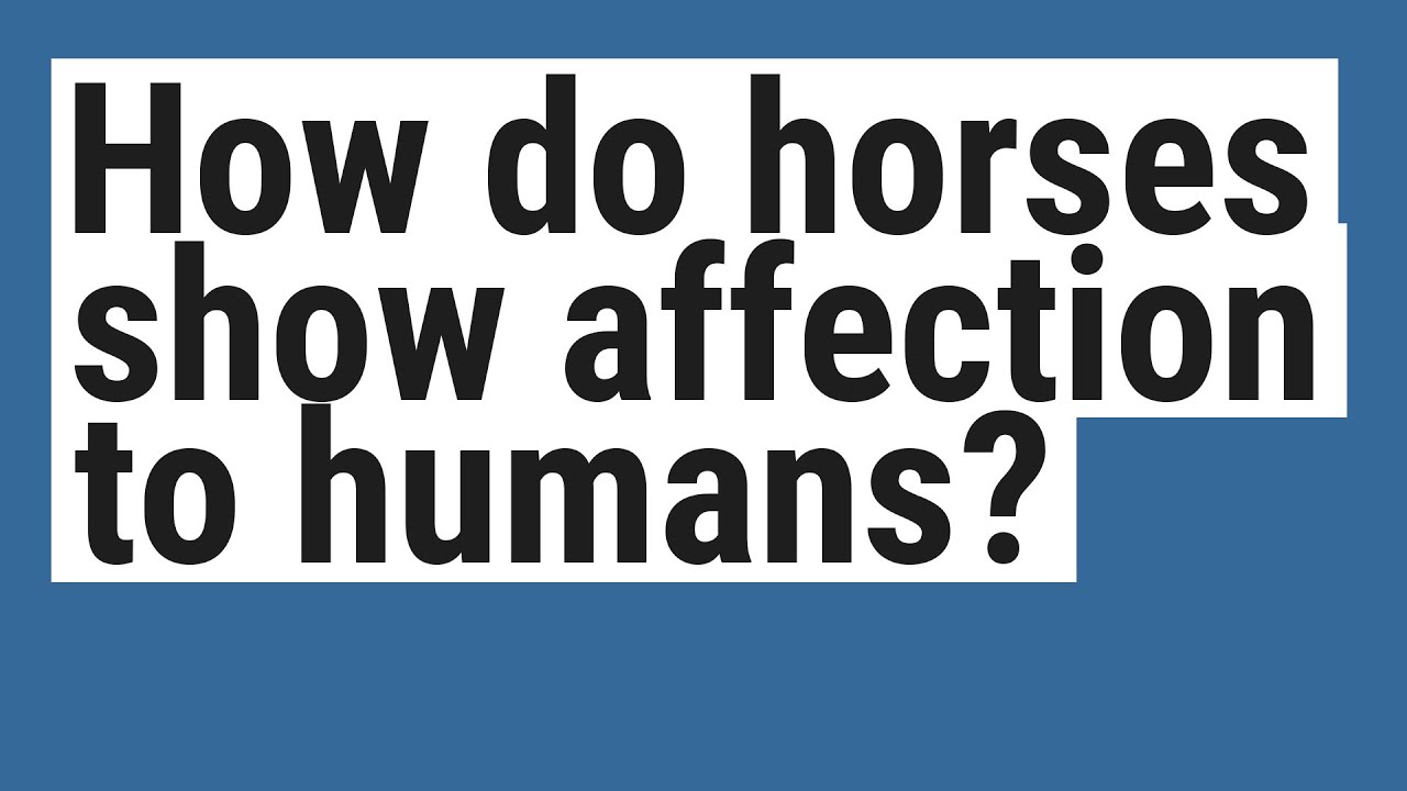 How do horses show affection to humans? - YouTube