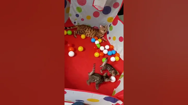 Watch the video about KUCING BENGAL #cat #kitten #playingcat #cutekitten #shorts #bengalkitten #bengalcat #kucing