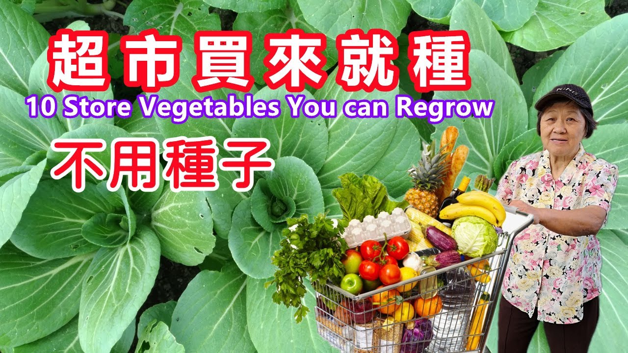 10 种从超市买来就种的蔬菜，不用种子也能种，只需买一次吃不完，省下很多买菜钱|10 store bought vegetables you can regrow/Mars Hydro