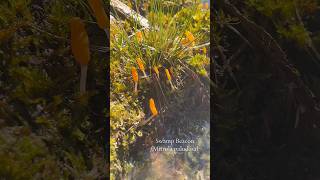 Check out my tik tok for the full caption! #bogwitch #botany #mycology #fungifriday #fyp