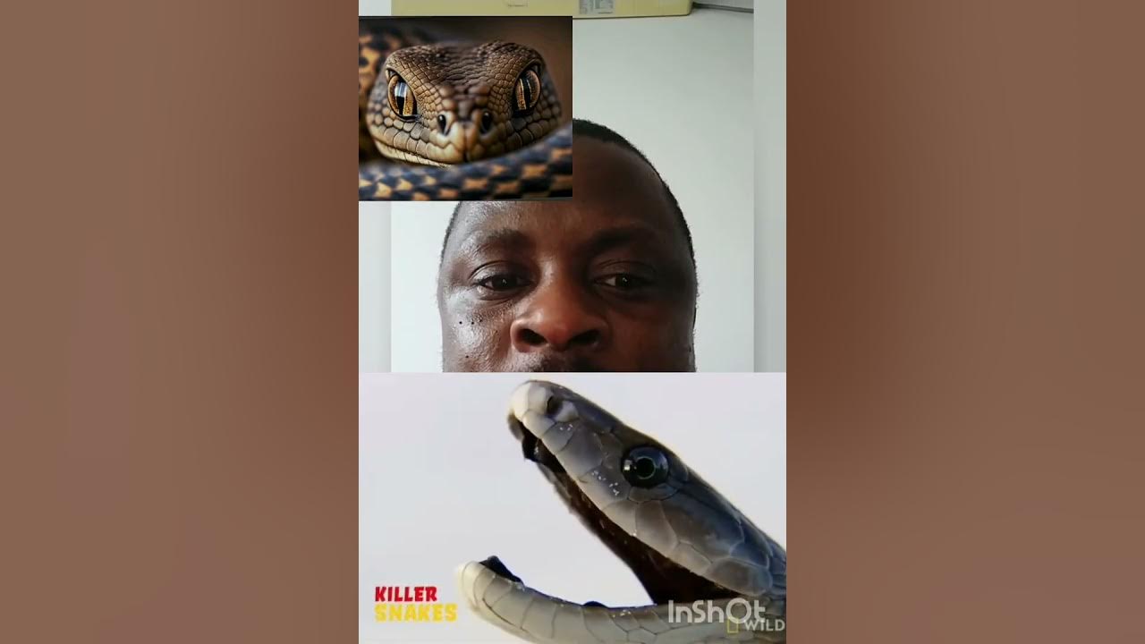 meaning-of-seeing-snakes-in-your-dreams-youtube