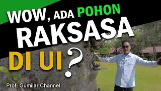BAOBAB di Kampus Universitas Indonesia - Prof. Gumilar Rusliwa Somantri