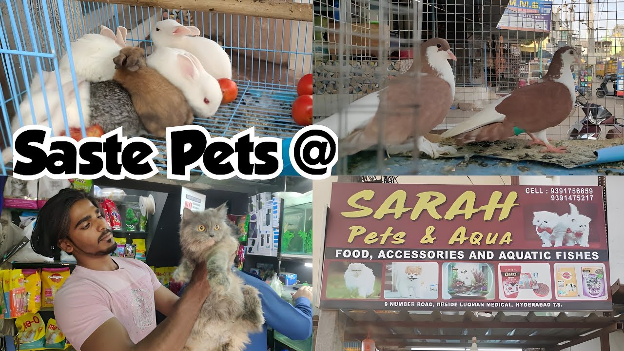 sabse saste Persian cats in Hyderabad Sarah pet's shop in Hyderabad 🐇 🐠 😺 🐦 & more pets