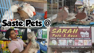 sabse saste Persian cats for sale in Hyderabad | Sarah pet's shop in Hyderabad | 🐇 🐠 😺 🐦 & more pets