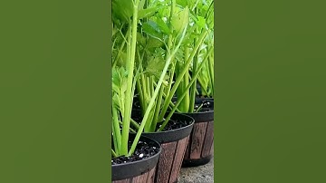 Growing celery at home is very simple
