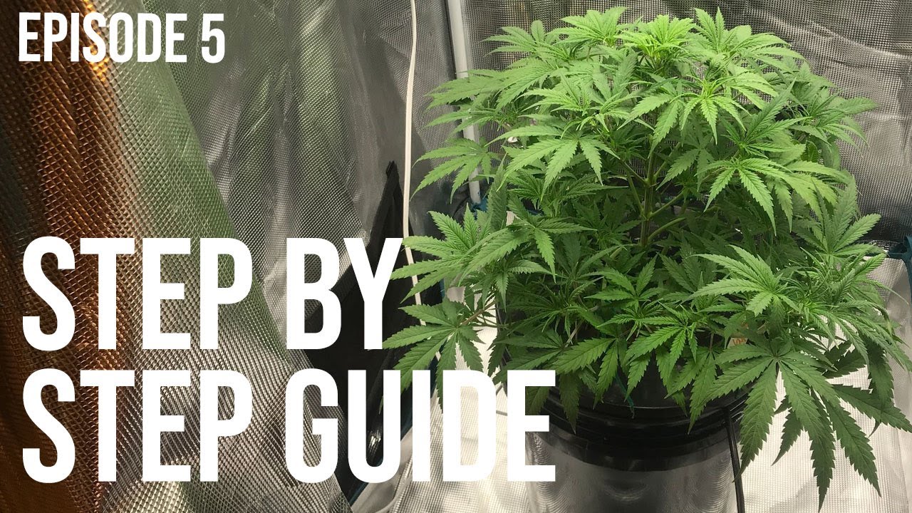 150 Watts From Seed to Harvest - How to Grow Weed