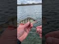 Окунь на микроджиг #рыбалканаозере #казахстан #уральскзко #окунь #спининг