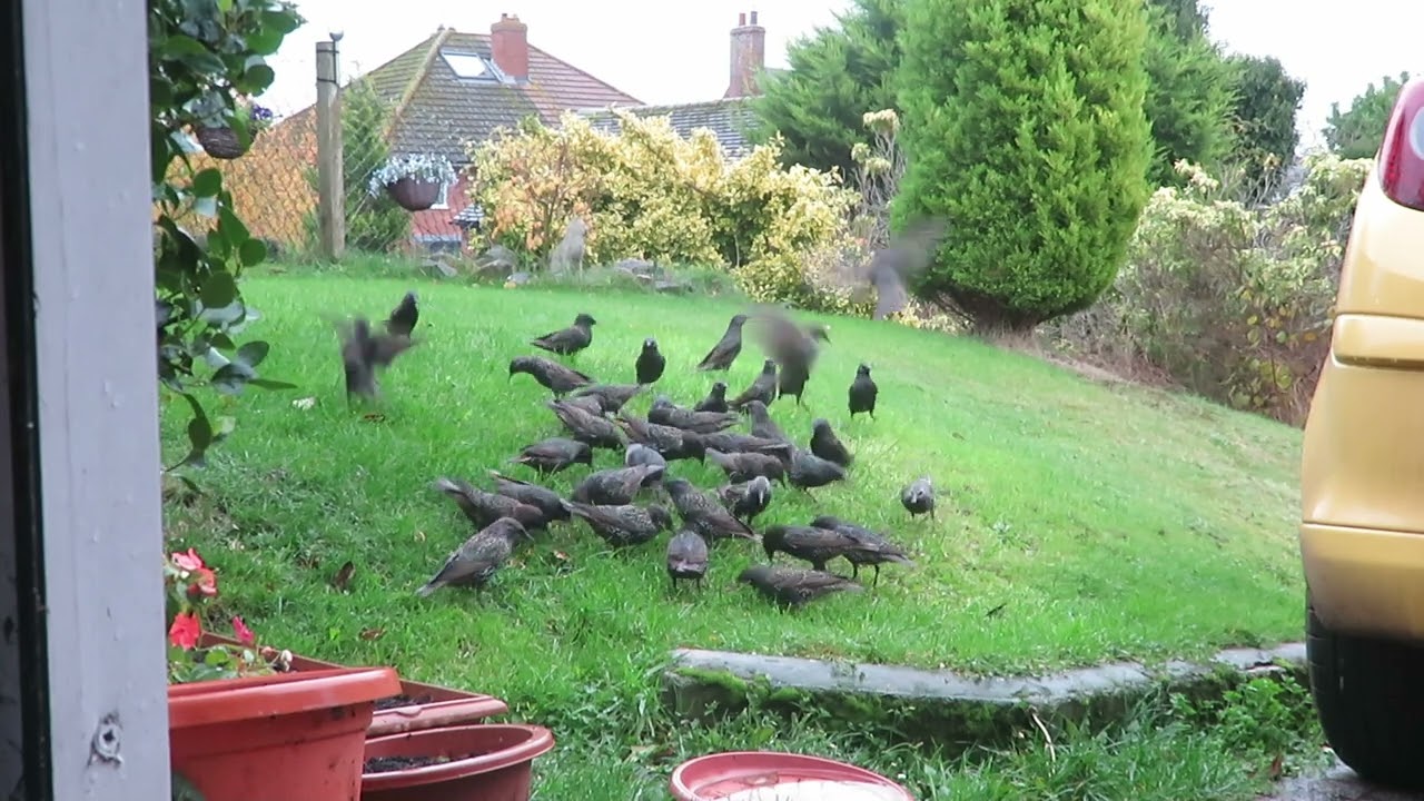 Flock of starlings enjoying some mealworms on the lawn. 