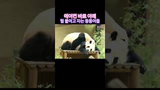 에어컨 켜고 이불 푹 덮고 자는 기분인거지?😁💜🩷 #루이바오 #후이바오 #푸바오 #ruibao #huibao #세컨하우스 # #판다월드