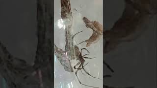 Brown Widow Against Ten Monster   Beetles and Worms