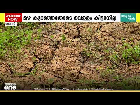 'കരിഞ്ഞുണങ്ങി നെൽവയലുകൾ..'; പ്രതീക്ഷിച്ച മഴ ലഭിക്കാത്തതിൽ പ്രതിസന്ധിയിലായി വയനാട്ടിലെ നെൽകർഷകർ