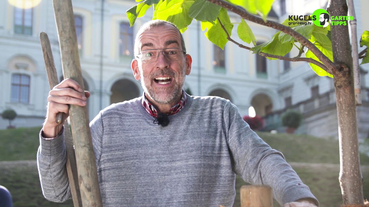 Einen Baum pflanzen: So geht es richtig