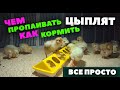 Как мы растим цыплят / Простые правила разумного подхода